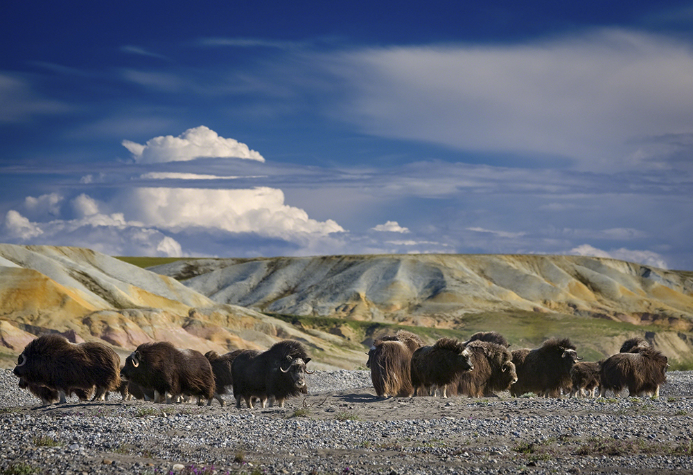 A herd of Musk Ox in the Alaskan Arctic enjoy the mosquito free gravel bars of the Sagavanirktok River.