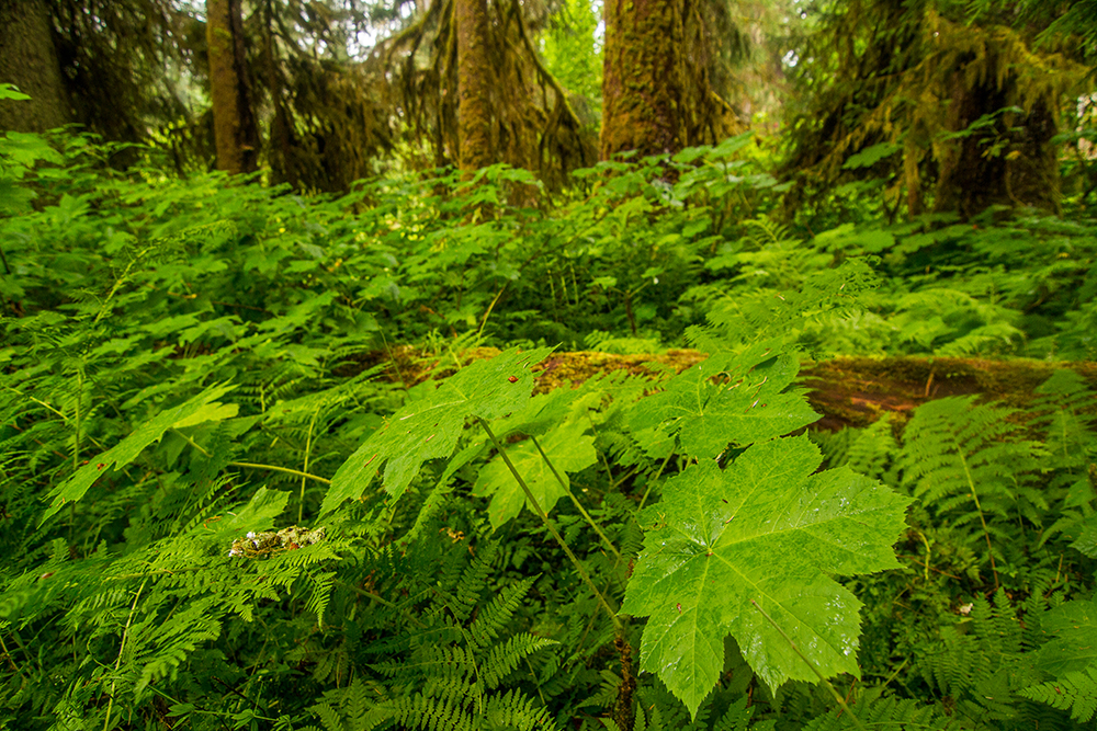Old growth forest on the Thorne River on Prince of Wales Island in Southeast Alaska. 