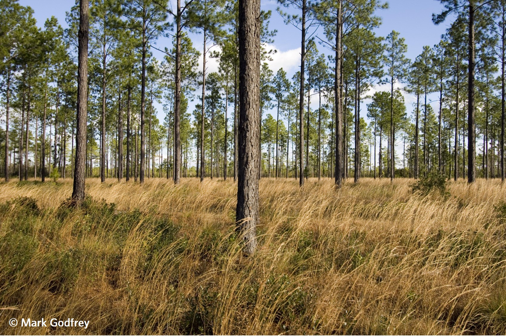 North Carolina savanna with tall, spaced out trees and a golden grassed understory. Image copyright Mark Godfrey