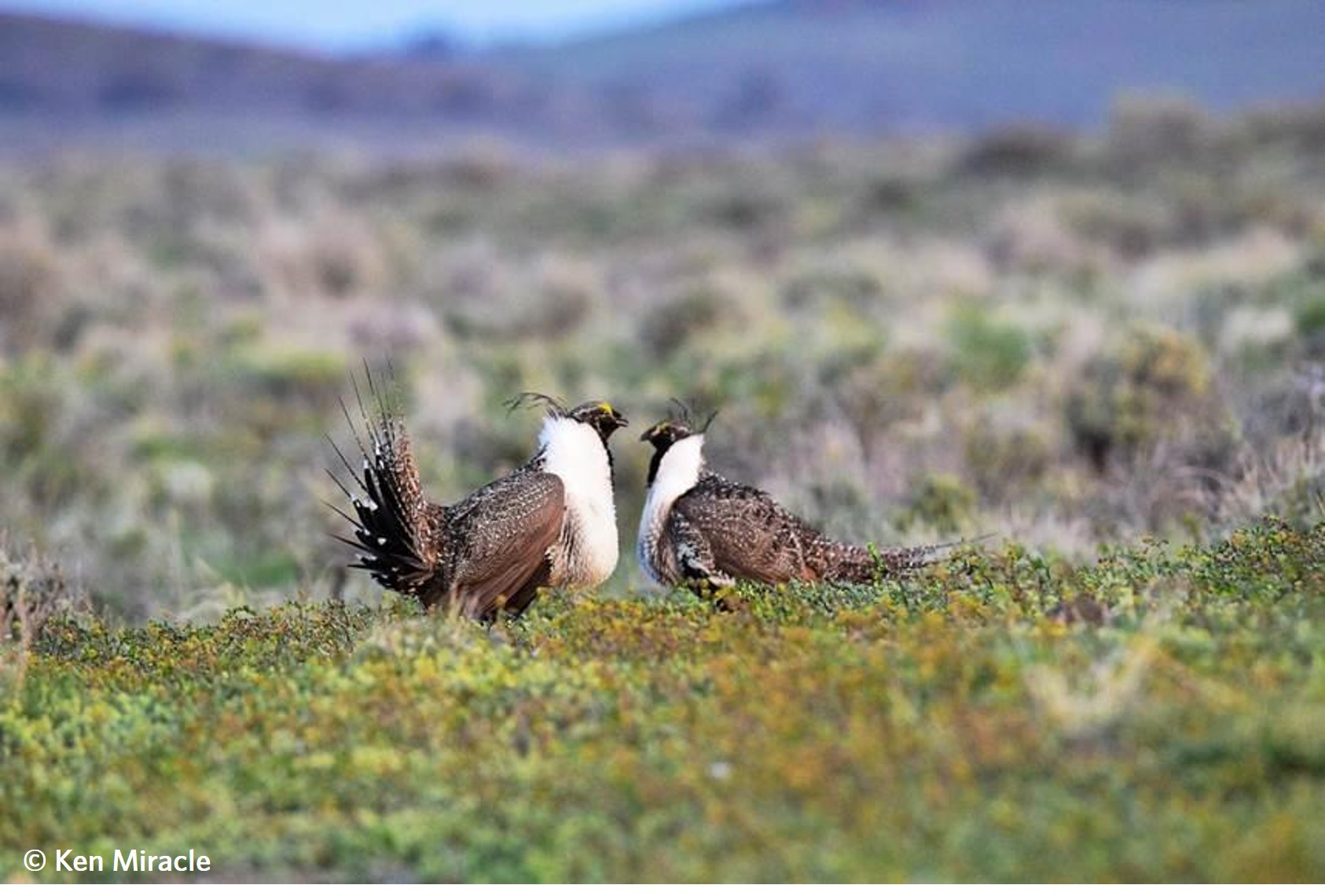 Two sage grouse facing one another with their feathers ruffled up for a fight. Image copyright Ken Miracle.